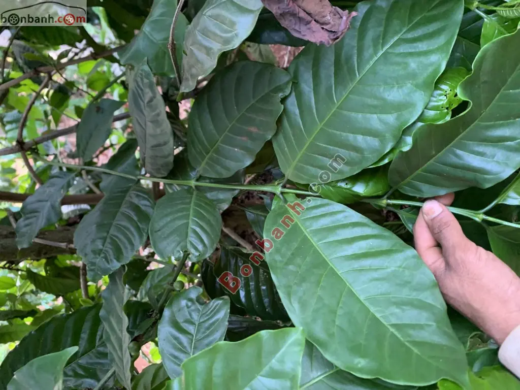 Hình ảnh số 4