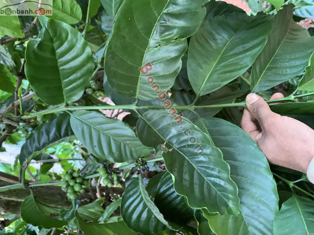 Hình ảnh số 5