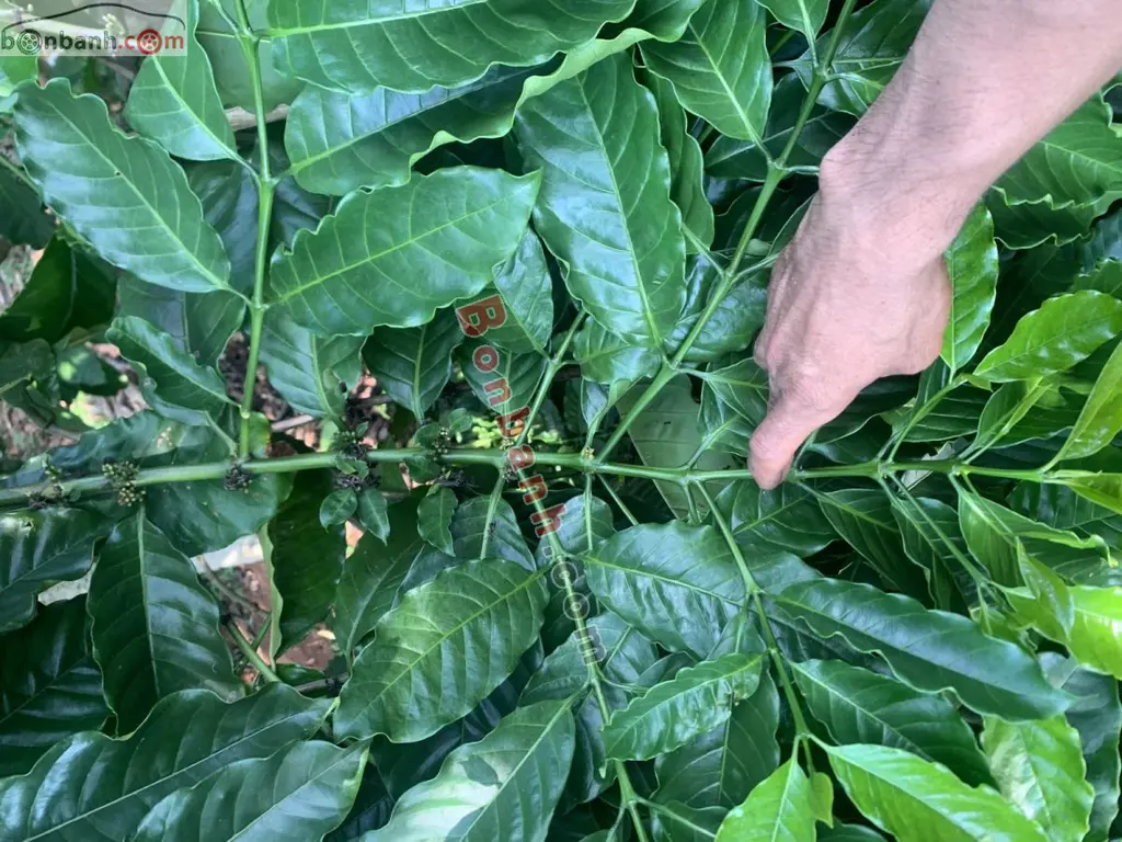 Hình ảnh số 3