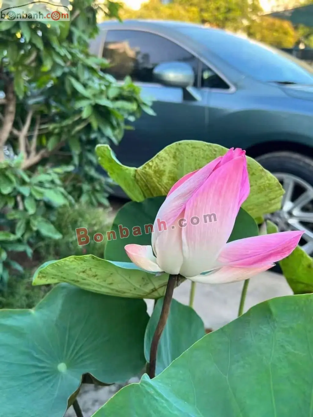 Hình ảnh số 7